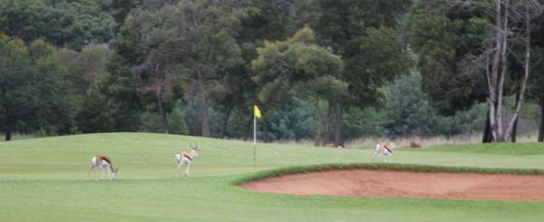 Idylle auf dem Golfplatz in Potchefstroom - Gazellen grasen auf den Grns... 